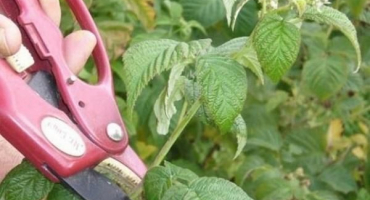 Kdy můžete sbírat listy maliníku na sušení na zimu, podmínky a pravidla a kde je skladovat